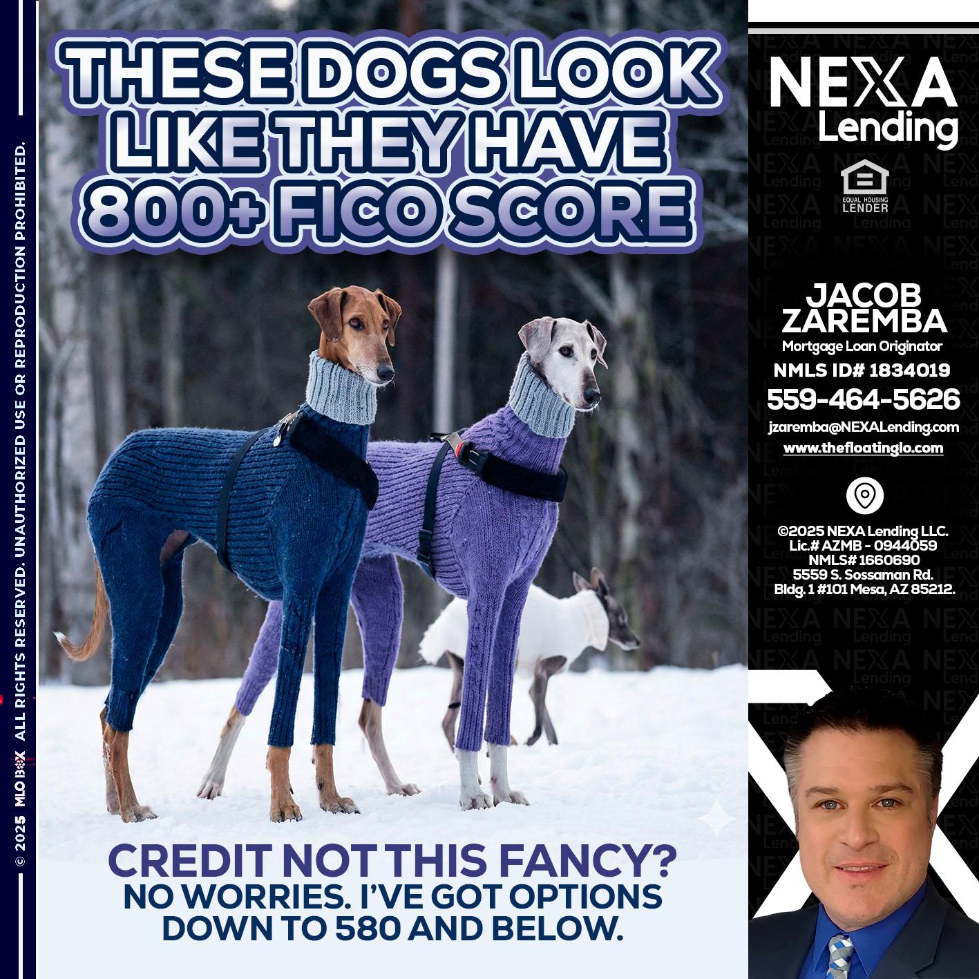 THESE DOGS LOOK - Jacob Zaremba -MLO RMLO CMLO